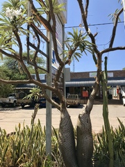 Pachypodium lamerei