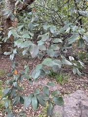 Cotoneaster glaucophyllus