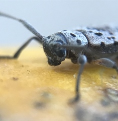 Hyperplatys californicus