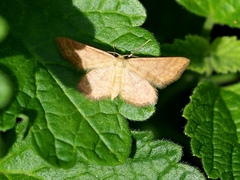 Idaea serpentata