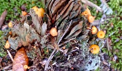 Craterellus tubaeformis