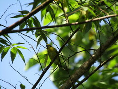 Euphonia hirundinacea