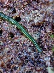 Eulalia