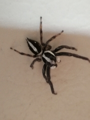 Leptofreya ambigua