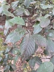 Cotoneaster glaucophyllus