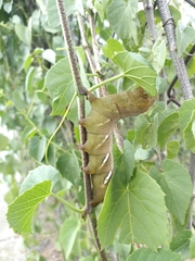 Eumorpha vitis