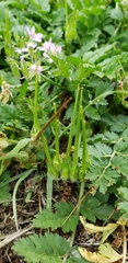 Erodium