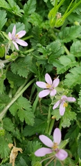 Erodium