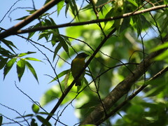 Euphonia hirundinacea