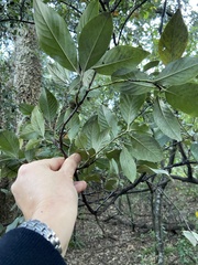 Cotoneaster glaucophyllus