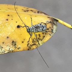 Hyperplatys californicus