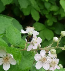 Bombus