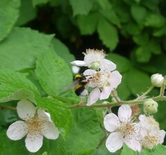 Bombus