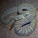 Mojave Rattlesnake - Photo (c) Greg Watson, some rights reserved (CC BY-NC), uploaded by Greg Watson