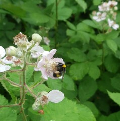 Bombus
