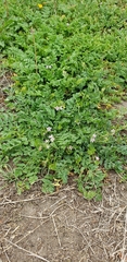 Erodium