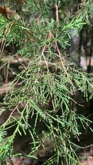 Juniperus virginiana