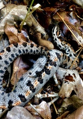 Sistrurus miliarius streckeri