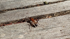 Camponotus snellingi