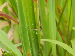 Pterophoridae