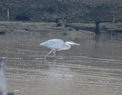 Ardea herodias