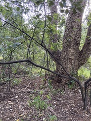 Cotoneaster glaucophyllus