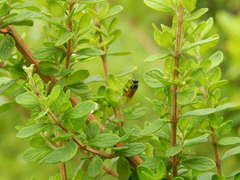 Trigona fulviventris