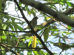 Euphonia hirundinacea