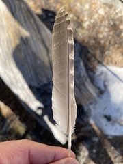 Dendragapus fuliginosus