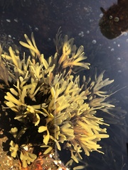 Fucus distichus