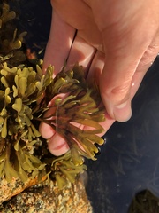 Fucus distichus