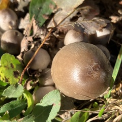 Coprinopsis atramentaria