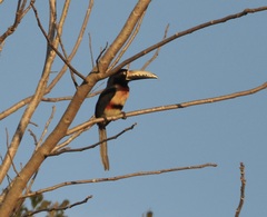 Pteroglossus torquatus