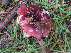 Russula atropurpurea