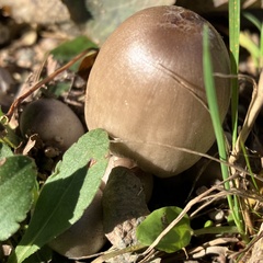 Coprinopsis atramentaria