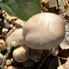 Coprinopsis atramentaria