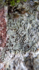 Lecanora campestris