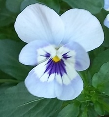 Viola tricolor