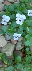 Viola tricolor