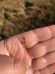 Triglochin gaspensis