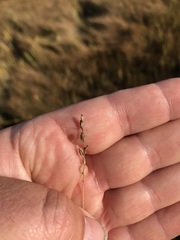 Triglochin gaspensis