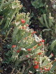 Cladonia floerkeana
