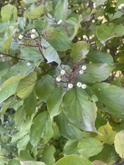 Cornus drummondii