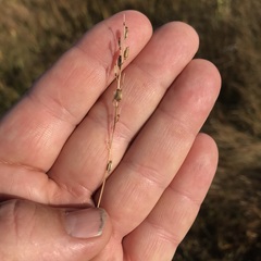 Triglochin gaspensis