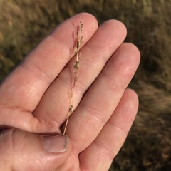 Triglochin gaspensis