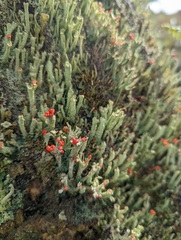 Cladonia floerkeana