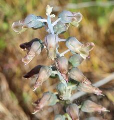 Lachenalia bolusii