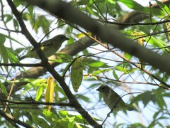 Euphonia hirundinacea