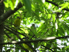 Euphonia hirundinacea