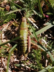 Cophopodisma pyrenaea